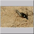 Harpactus lunatus - Grabwespe w03f - beim Eintrag einer Zikade - OS-Hollage Lehmkuhle.jpg